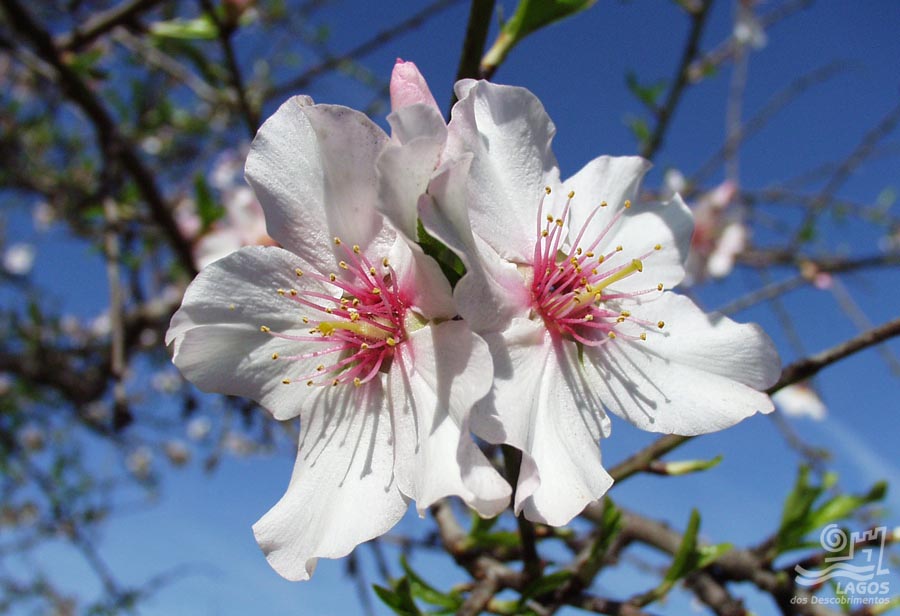 Amendoeiras em flor